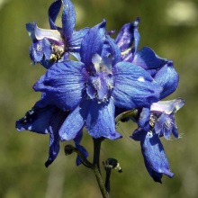 Живокість сітчастоплодна (Delphinium dictyocarpum)