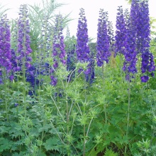 Живокість висока (Delphinium elatum)