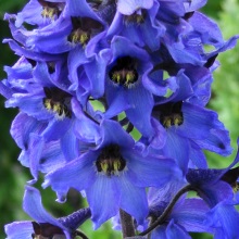 Живокість висока (Delphinium elatum)