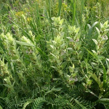 Живучка Лаксмана (Ajuga laxmannii)