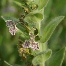 Живучка Лаксмана (Ajuga laxmannii)