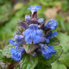 Живучка повзуча (Ajuga reptans)