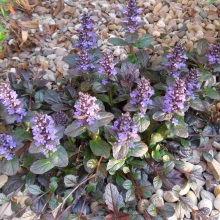 Живучка повзуча (Ajuga reptans)