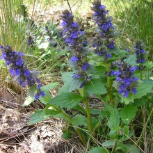 Живучка женевська або волохата (Ajuga genevensis)