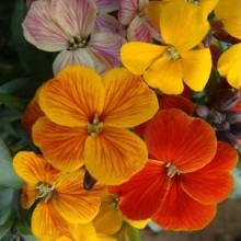 Хейрантус Чері (Сheirantus cheiri)