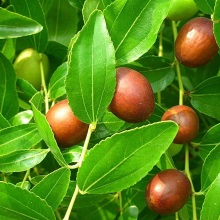 Зізіфус справжній або унабі (Ziziphus jujuba)