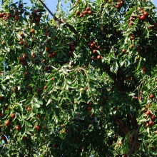 Зізіфус справжній або унабі (Ziziphus jujuba)