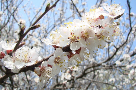 Абрикос звичайний (Prúnus armeniáca)