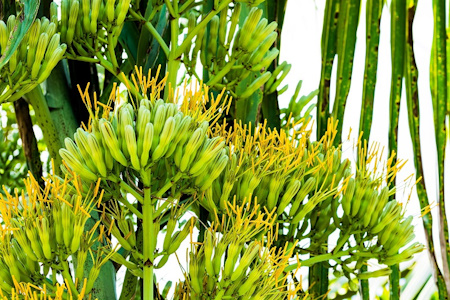 Агава американська (Agave americana)