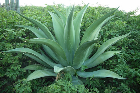 Агава американська (Agave americana)