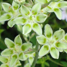 Зігаденус сибірський (Zigadenus sibiricus; Anticlea sibirica)