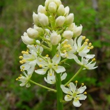 Зігаденус сибірський (Zigadenus sibiricus; Anticlea sibirica)