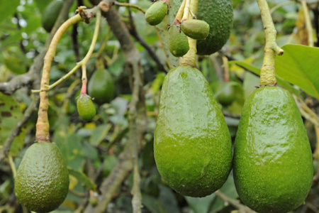 Авокадо(Persea americana)