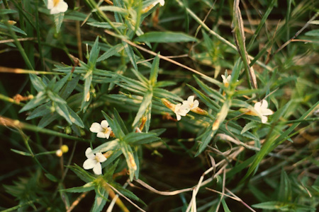 Авран лікарський (Gratiola officinalis)