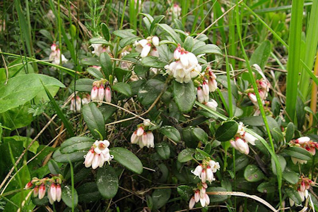 Брусниця звичайна (Vaccinium vitis idaea)