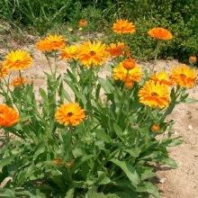 Календула польова (Calendula arvensis)