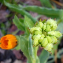 Календула польова (Calendula arvensis)