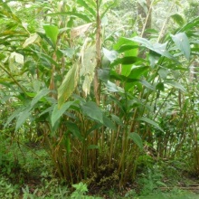 Кардамон справжній (Elettaria cardamomum)