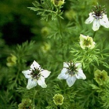Чорнушця посівна (Nigella sativa)
