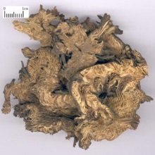 Цимицифуга смердюча (Cimicifuga foetida)