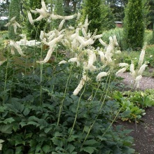 Цимицифуга смердюча (Cimicifuga foetida)