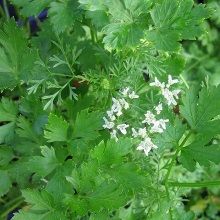 Коріандр посівний (Coriandrum sativum)