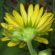 Доронікум отруйний (Doronicum pardalianches)