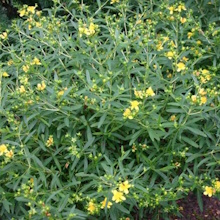 Звіробій прямостоячий (Hypericum erectum)