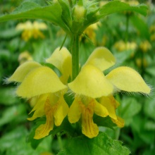 Яснотка зеленчукова або жовта (Lamium galeobdolon; Galeobdolon luteum)