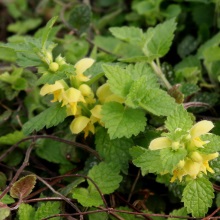 Яснотка зеленчукова або жовта (Lamium galeobdolon; Galeobdolon luteum)