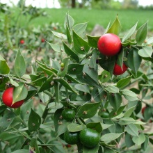 Голиця колюча або понтійська (Ruscus aculeatus)