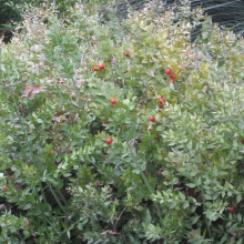 Голиця колюча або понтійська (Ruscus aculeatus)