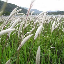 Імперата циліндрична (Imperata cylindrica)