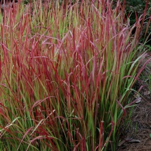Імперата циліндрична (Imperata cylindrica)