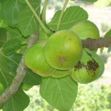 Інжир звичайний (Ficus carica)