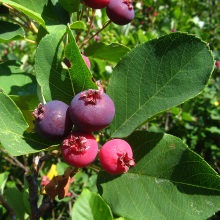 Ірга канадська (Amelanchier canadensis)