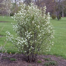 Ірга канадська (Amelanchier canadensis)