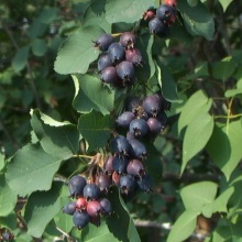 Ірга звичайна (Amelanchier vulgaris)