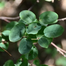 Ірга овальна або кругліста (Amelanchier ovalis)