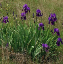 Касатик або Ірис німецький (Iris germanica)