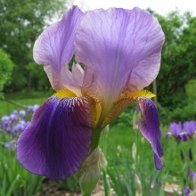 Касатик або Ірис німецький (Iris germanica)