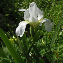 Ірис або казатик флорентійський (Iris florentina)