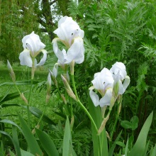 Ірис або казатик флорентійський (Iris florentina)