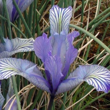 Ірис або касатик тонколистий (Iris tenuifolia)