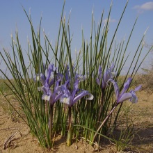 Ірис або касатик тонколистий (Iris tenuifolia)
