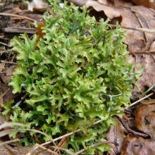 Ісландський мох (Cetraria islandica)