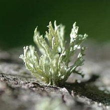 Ісландський мох (Cetraria islandica)