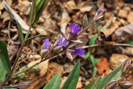 Істод сибірський (Polygala sibirica)