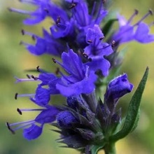 Ісоп лікарський (Hyssopus officinalis)
