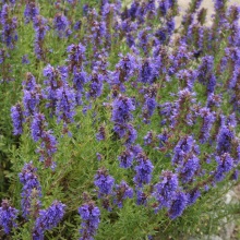 Ісоп лікарський (Hyssopus officinalis)
